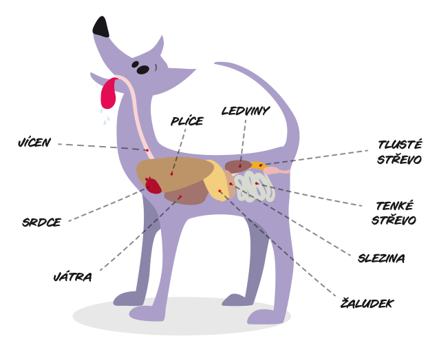 Schéma orgánů psa.